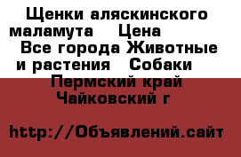 Щенки аляскинского маламута  › Цена ­ 15 000 - Все города Животные и растения » Собаки   . Пермский край,Чайковский г.